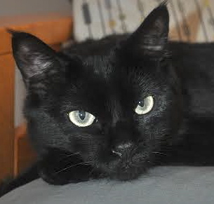 [picture of Simbajon, a Domestic Medium Hair black cat]