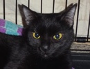 [picture of Eve, a Domestic Medium Hair black cat]