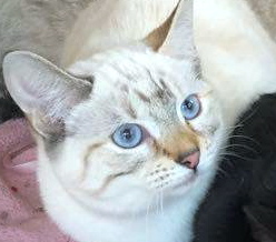 [picture of Spring, a Siamese Bobtail lynx point\ cat] 