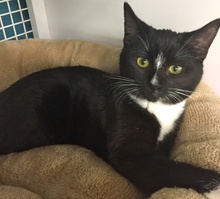 [another picture of Winter, a Domestic Short Hair Bobtail black/white tuxedo\ cat] 