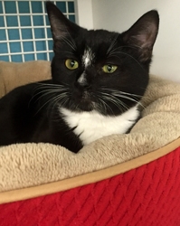 [picture of Winter, a Domestic Short Hair Bobtail black/white tuxedo cat]