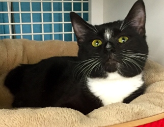 [picture of Winter, a Domestic Short Hair Bobtail black/white tuxedo cat]