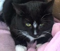 [picture of Winter, a Domestic Short Hair Bobtail black/white tuxedo cat]