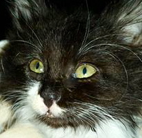 [picture of Baby Gidget, a Domestic Long Hair black/white tuxedo\ cat] 