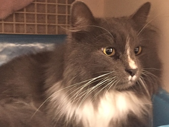 [picture of Safyre, a Maine Coon-x blue/white cat]