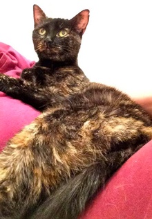 [picture of Rosie, a Domestic Medium Hair calico cat]