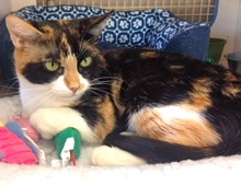 [another picture of Davina, a Domestic Short Hair calico\ cat] 