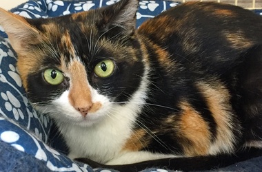 [picture of Davina, a Domestic Short Hair calico cat]