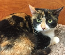 [picture of Davina, a Domestic Short Hair calico cat]