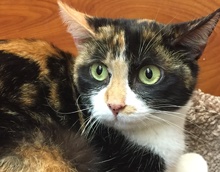 [picture of Davina, a Domestic Short Hair calico\ cat] 
