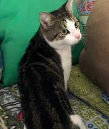[picture of Hogan, a Domestic Medium Hair brown stripe/white cat]