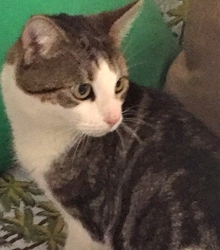 [picture of Hogan, a Domestic Medium Hair brown stripe/white cat]