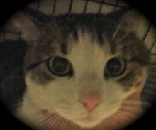 [picture of Hogan, a Domestic Medium Hair brown stripe/white\ cat] 