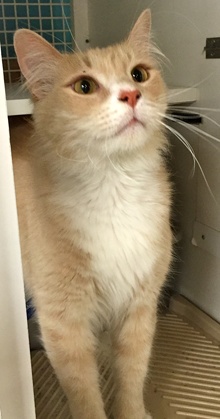 [another picture of Butterscotch, a Domestic Long Hair ragdoll\ cat] 