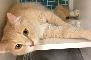 [picture of Butterscotch, a Domestic Long Hair ragdoll cat]