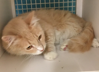 [picture of Butterscotch, a Domestic Long Hair ragdoll cat]