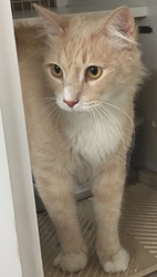 [picture of Butterscotch, a Domestic Long Hair ragdoll cat]
