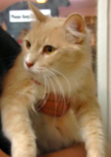 [picture of Butterscotch, a Domestic Long Hair ragdoll cat]