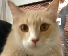 [picture of Butterscotch, a Domestic Long Hair ragdoll\ cat] 