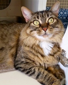 [another picture of Amadala, a Maine Coon-x gray tick tabby\ cat] 