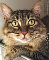 [picture of Amadala, a Maine Coon-x gray tick tabby cat]