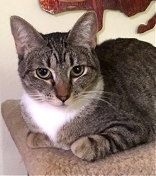 [picture of Alvina, a Domestic Short Hair gray tabby cat]