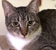 [picture of Alvina, a Domestic Short Hair gray tabby cat]