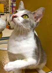 [picture of Lynwood, a Domestic Short Hair blue/white cat]