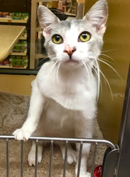 [picture of Lynwood, a Domestic Short Hair blue/white cat]