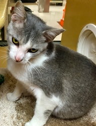 [picture of Lynwood, a Domestic Short Hair blue/white cat]