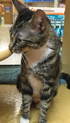 [picture of Colina, a Domestic Medium Hair gray tigger tabby w/white cat]
