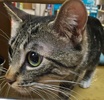 [picture of Colina, a Domestic Medium Hair gray tigger tabby w/white cat]
