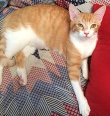 [another picture of Bodi AKA Simbu, a Domestic Short Hair orange tabby/white\ cat] 