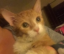 [picture of Bodi AKA Simbu, a Domestic Short Hair orange tabby/white\ cat] 
