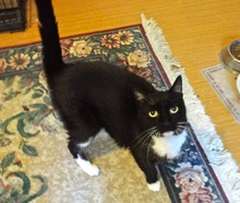 [another picture of Licorice, a Domestic Medium Hair black/white tuxedo\ cat] 