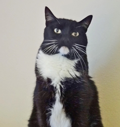 [picture of Licorice, a Domestic Medium Hair black/white tuxedo cat]