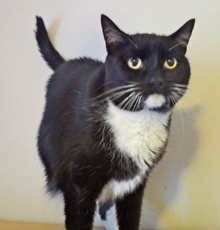 [picture of Licorice, a Domestic Medium Hair black/white tuxedo cat]