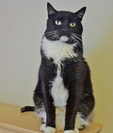 [picture of Licorice, a Domestic Medium Hair black/white tuxedo cat]