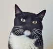 [picture of Licorice, a Domestic Medium Hair black/white tuxedo cat]