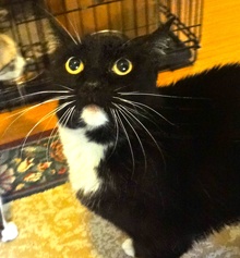 [picture of Licorice, a Domestic Medium Hair black/white tuxedo\ cat] 