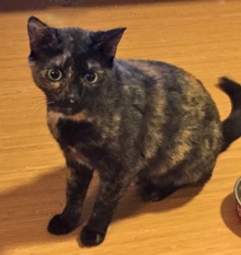 [another picture of Bridget, a Domestic Short Hair tortie\ cat] 