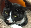 [picture of Pugsly, a Manx black/white tuxedo cat]
