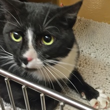 [picture of Pugsly, a Manx black/white tuxedo cat]