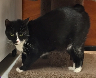 [picture of Pugsly, a Manx black/white tuxedo cat]