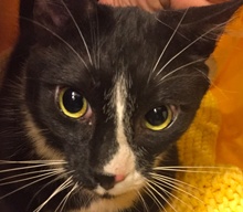 [picture of Pugsly, a Manx black/white tuxedo cat]