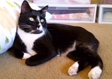 [another picture of Pugsly, a Manx black/white tuxedo\ cat] 