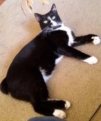 [picture of Pugsly, a Manx black/white tuxedo cat]