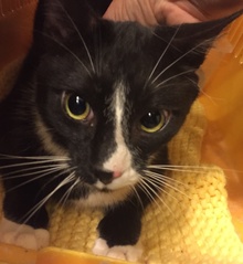 [picture of Pugsly, a Manx black/white tuxedo cat]