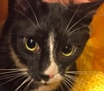 [picture of Pugsly, a Manx black/white tuxedo cat]