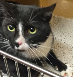 [picture of Pugsly, a Manx black/white tuxedo cat]